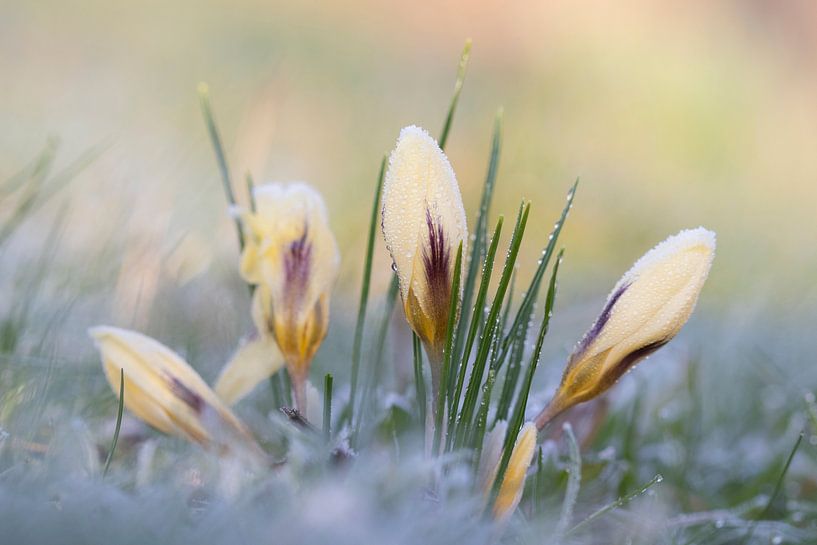 Krokusse im Winter von Mireille Breen