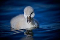 Donzy.nl - Junger Schwan vor einem dunklen Hintergrund.