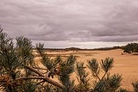 Trees on sand 12 - Loonse en Drunense Duinen