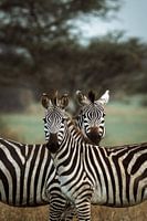 Twee zebra's in perfecte harmonie