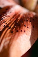 Nahaufnahme eines Seerosenblattes