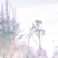 Dried flowers in pastel colours