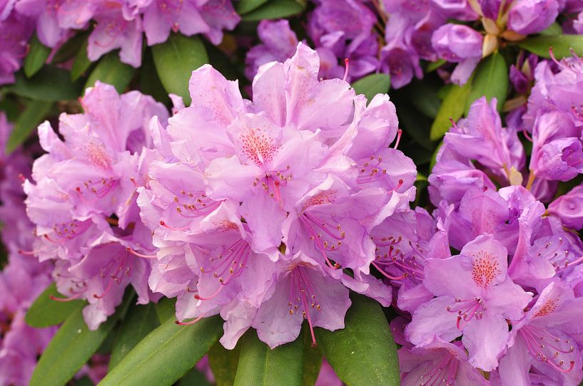 A blooming rhododendron by Philipp Klassen