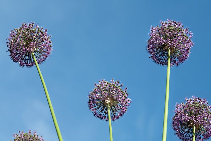 Several flowers of purple ornamental leeks by Ulrike Leone