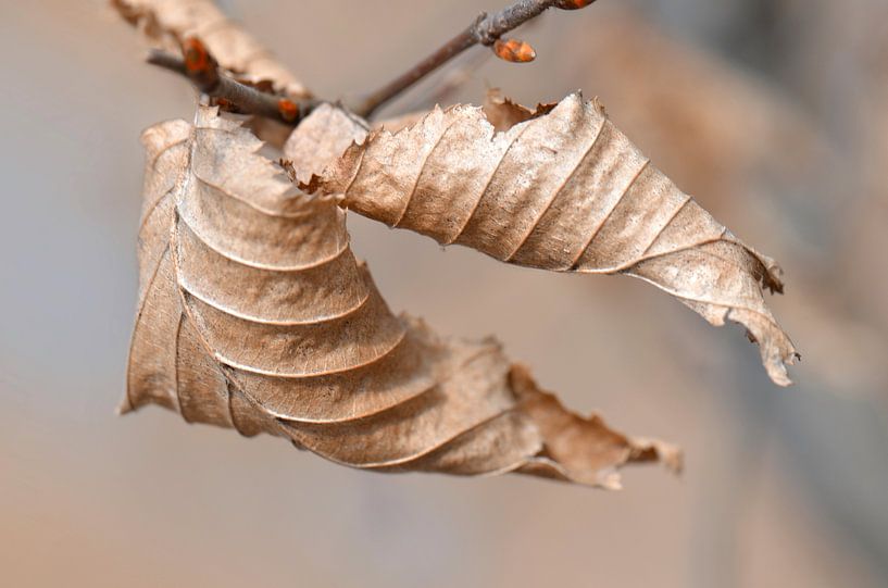 Letzte Blätter  von Violetta Honkisz