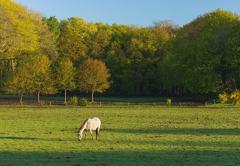 Cheval au lever du soleil - Groningen (Pays-Bas) par Marcel Kerdijk