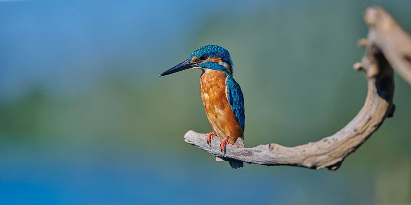 Eisvogel - Panorama auf einem schönen krummen Ast von Eisvogel.land - Corné van Oosterhout
