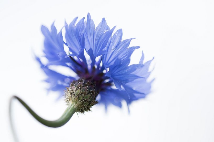 Bleuet par Danny Slijfer Natuurfotografie