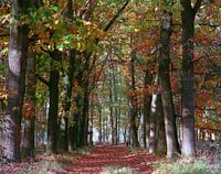 Vue à travers la forêt
