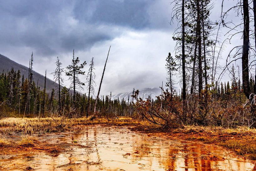 Regen in den Paint Pots, Kootenay NP, Kanada von Rietje Bulthuis