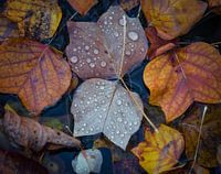 Autumn leaves in the forest