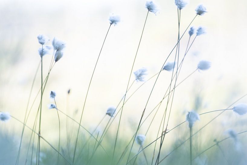 Waving Woolly Grass by Kaat Dirckx