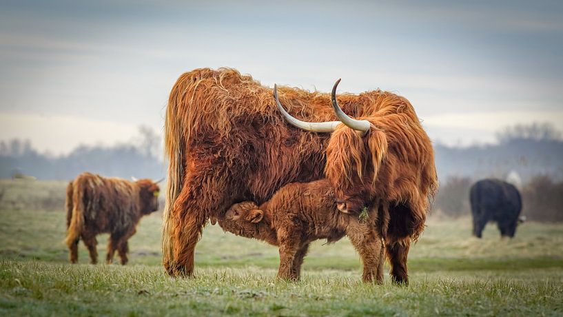 Vas-y, fils. par Dirk van Egmond