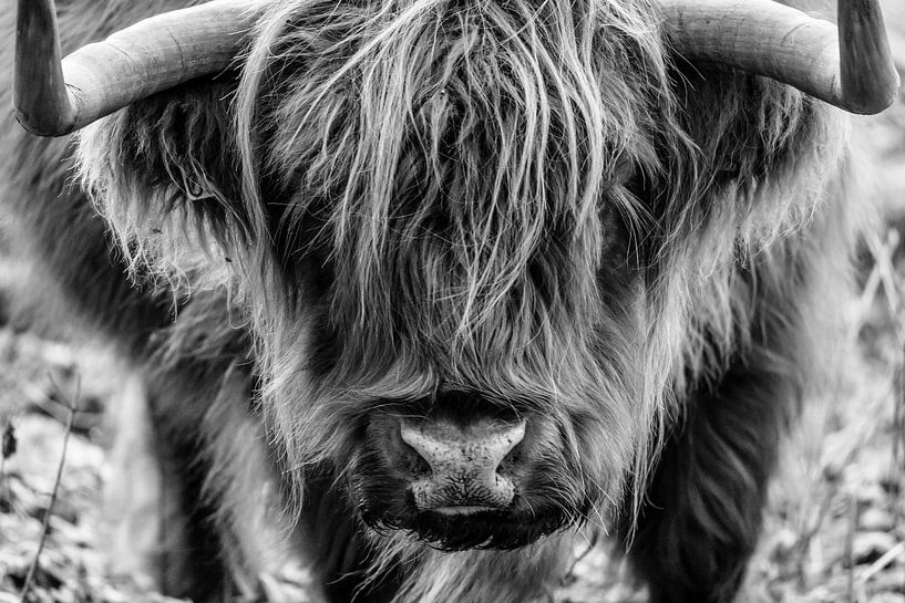Portrait of Scottish Highlander in the Kennemer dunes by Melissa Peltenburg