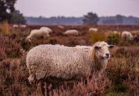 Herfstglorie van de Veluwe - Schaap nr. 2