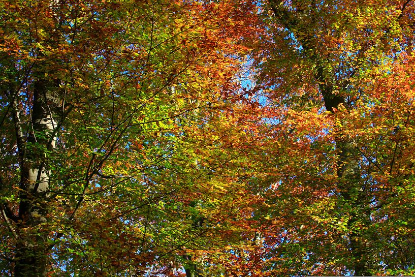 Un hêtre magnifique par Thomas Jäger