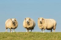 moutons sur la digue, moutons, moutons