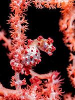 Hippocampus bargibanti