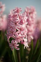 Pink hyacinth