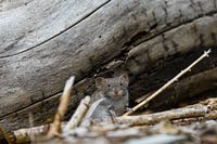 Red vole from under a fallen tree trunk