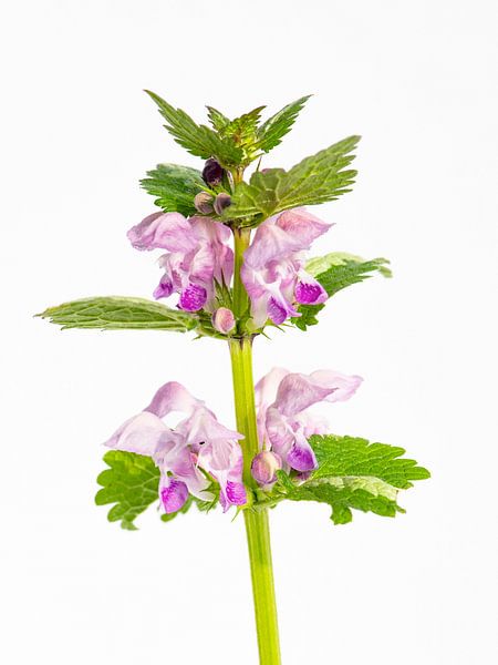 purple quench nettle by Hanneke Luit