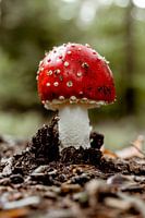 Fly agaric - Mushroom red with white dots