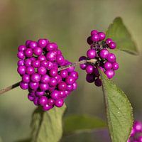 Lila Beeren der Callicarpa - Callicarpa bodinieri Profusion