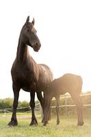 Stolzes Pferd mit Fohlen in der Sonne