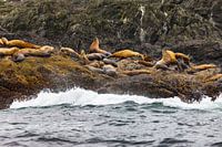 Steller Sea Lions