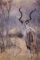 Kudu in wilderness