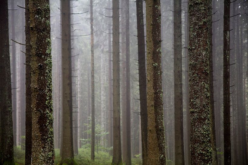 Forêt dans la brume par Jürgen Wiesler