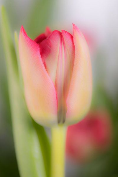 Aufgehende Tulpenblüte par Monika Scheurer