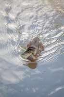 Entenküken im Wasser