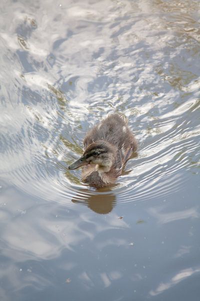 Entenküken im Wasser von HIELKO VISSER