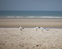 Meeuwen op het strand