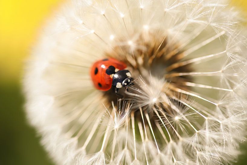 Coccinelle sur pissenlit par Isabel van Veen
