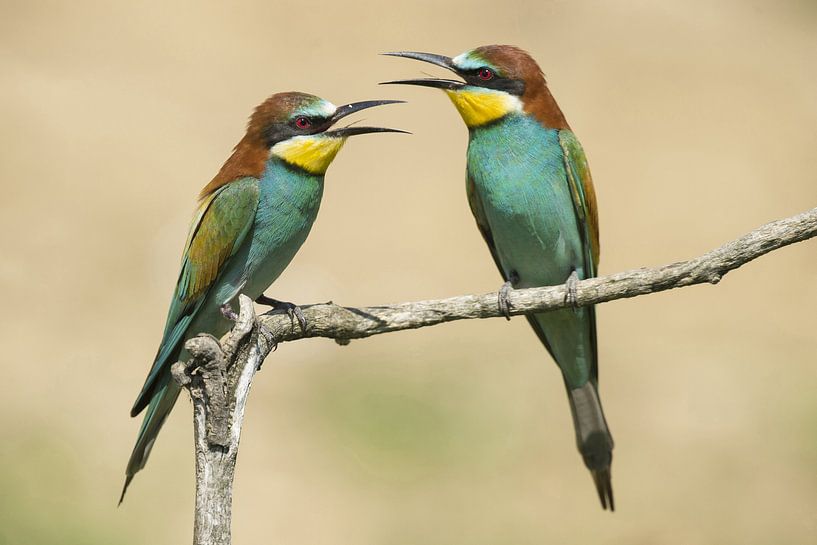 Bienenfresser-Paar pfeift sich gegenseitig an von Benny Cottele