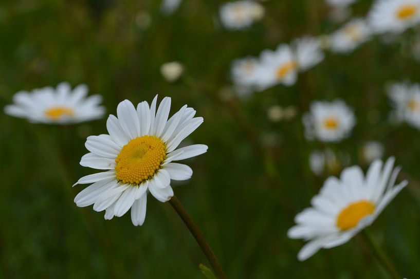 daisies by Joke te Grotenhuis