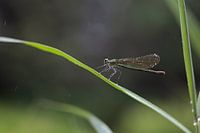 Waterjuffer met druppeltjes