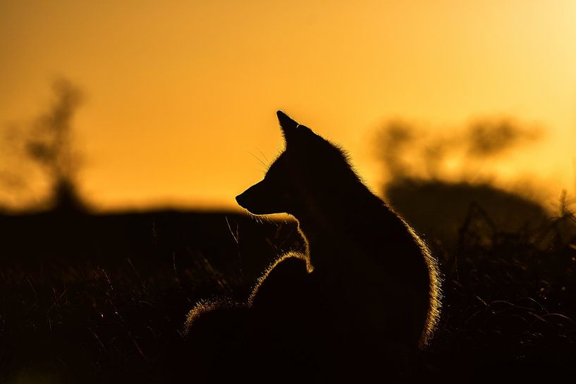 Un renard au crépuscule par Ruud Bakker