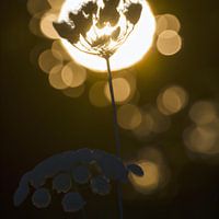 Field flower in backlight