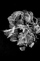 Hortensia en pleine floraison