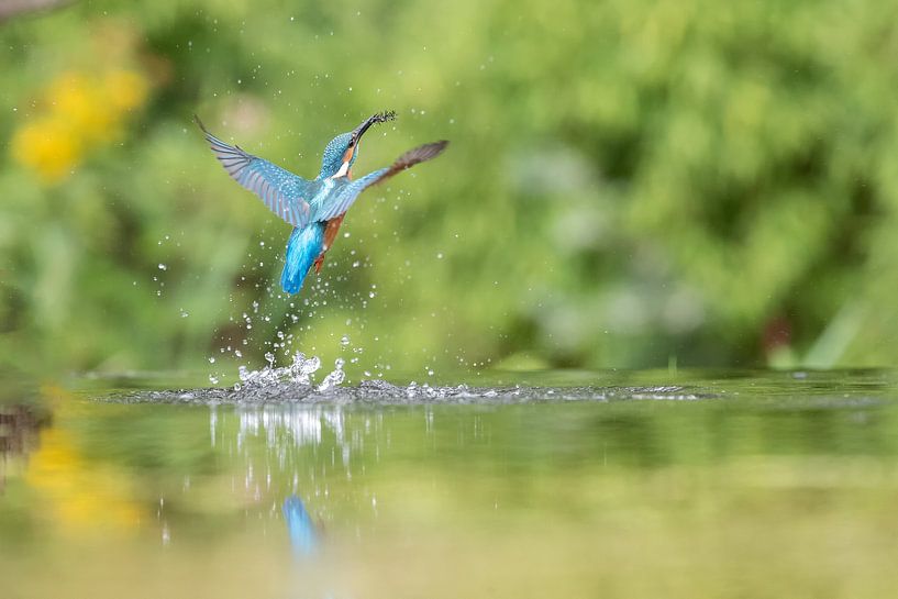 Eisvogel von Aalt van Tongeren