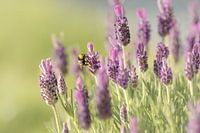 Hummeln zwischen dem Lavendel