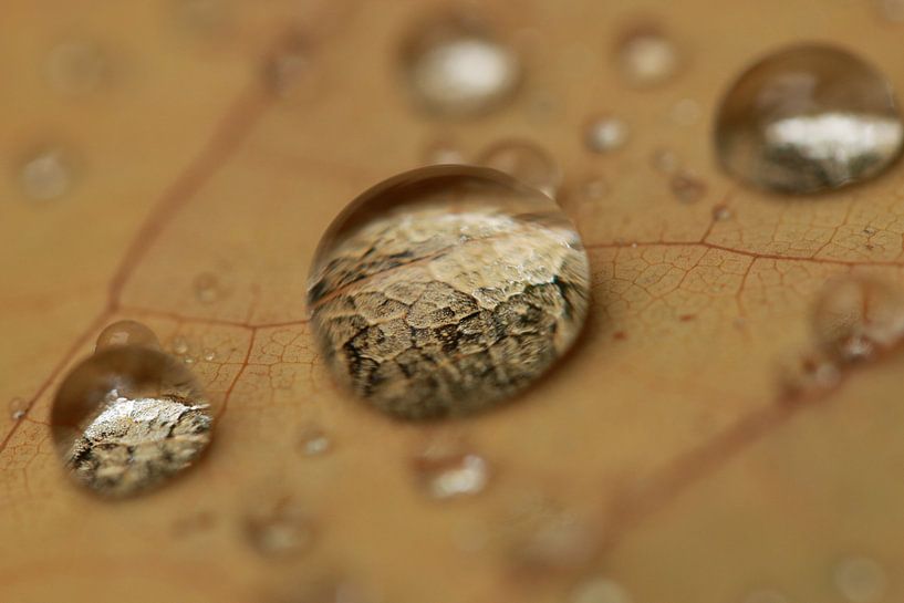 Goutte d'or par Bärbel Severens