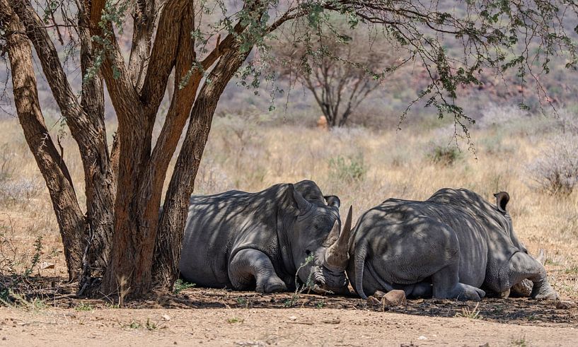 Rhinocéros blancs en Namibie, Afrique par Patrick Groß