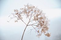 Hortensie im Schnee 6