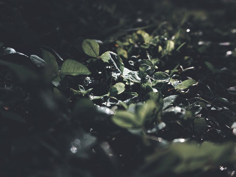 In search of happiness by Lisa Zet