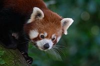 Der freche Rote Panda geht auf Entdeckungsreise