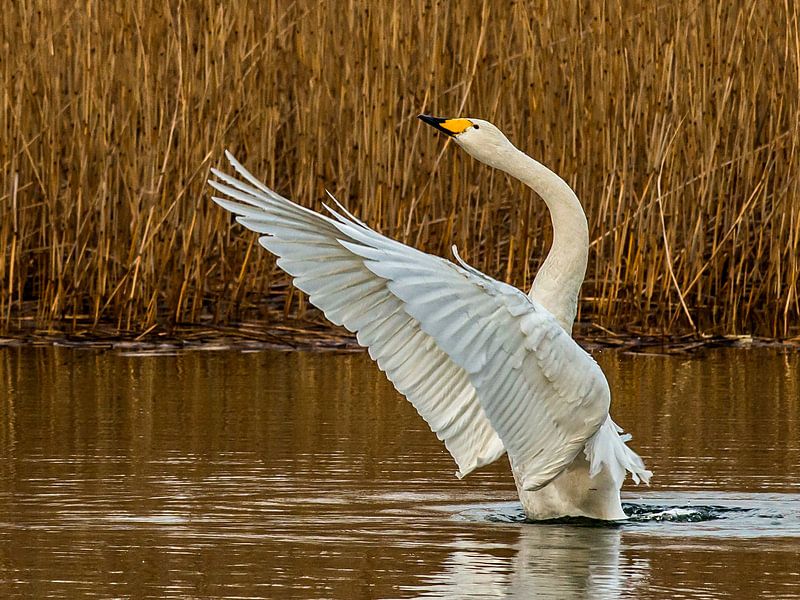Wild Swan breitet seine Flügel aus... von Rob Smit